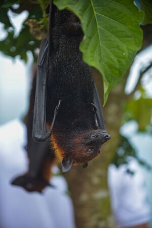 Large flying fox or Fruit Bat, Pteropus vampyrus in Bali, Indonesiaの写真素材