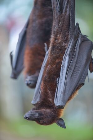 Large flying fox or Fruit Bat, Pteropus vampyrus in Bali, Indonesia