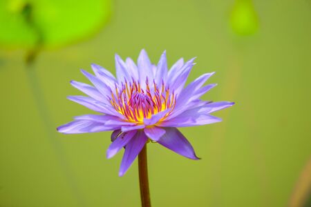 Purple Water Lily Nymphaea nouchali Close up shotの写真素材