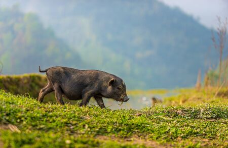 Small Vietnamese Pot-bellied pig strolling along a path in the lush green mountains of Sapa Valley Northen Vietnamの写真素材