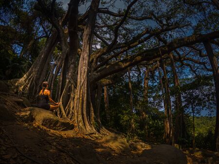 Young woman meditating in the lotus pose under Son Tra Banyan Tree, Da Nang Vietnamの写真素材