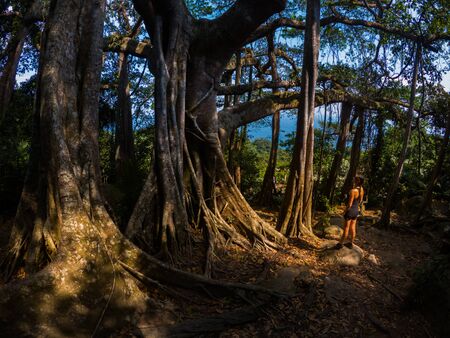Young woman admires beautiful Son Tra Banyan Tree, Da Nang Vietnamの写真素材