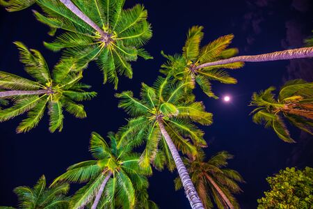 Night view of tropical palm trees as seen from belowの写真素材