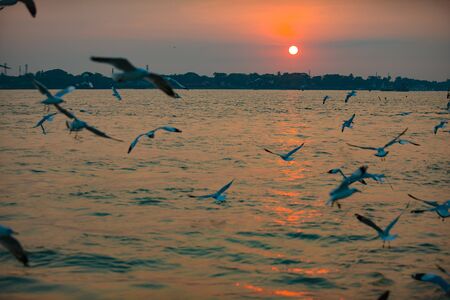 Seagull in flight over the Yangon River at Sunset Myanmarの写真素材