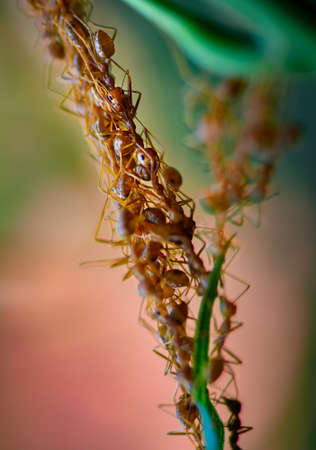 Cooperation of Weaver ants -Oecophylla smaragdina, forming a living chain during a nest build processの写真素材