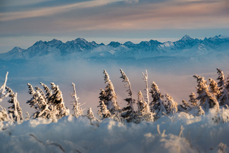 Winter in Polish mountains - snow covered pine trees and Tatra Mountains  in thick cloudsの写真素材