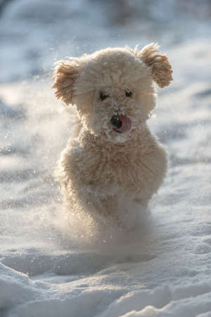 Miniature Poodle dog runs towards the camera.