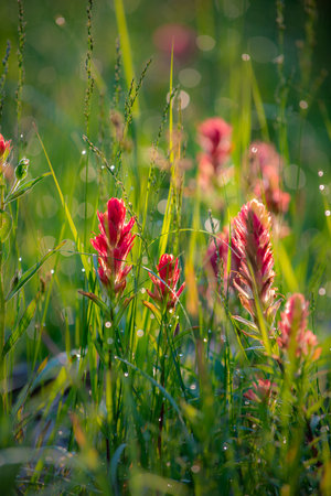 Castilleja flowers - known as paintbrush  Indian paintbrush, or prairie-fire,の写真素材