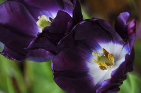 Purple flowerの写真素材