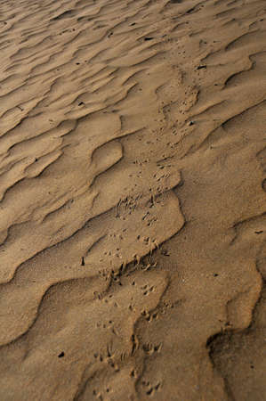 Sandy Printsの写真素材