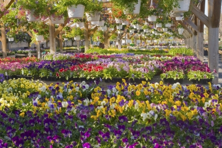 Spring Pansies Petunias and Violets ready for sale の写真素材