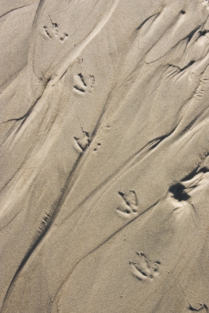 Close-up of Seagull tracks in beach  sand. の写真素材