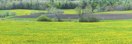 Dandelions blooming in spring farm field の写真素材