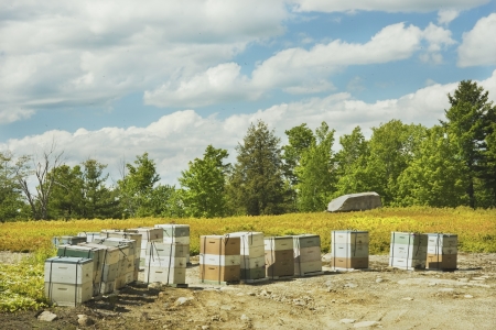 Beehives in a Maine blueberry field の写真素材
