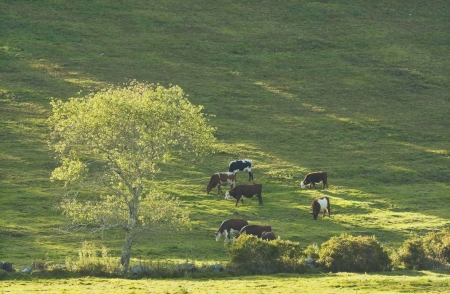 Cows on hillside in a farm field summer rockport Maine  の写真素材
