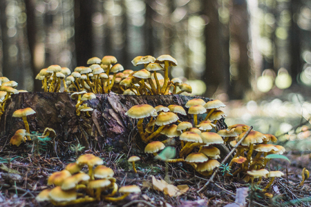 mushroomsの写真素材