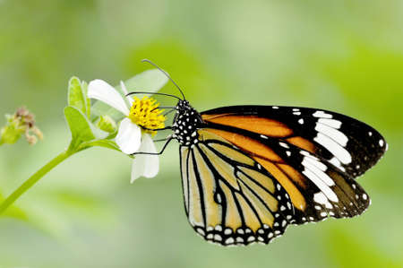 Color Butterfly on flowerの写真素材