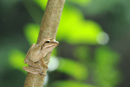 frog on treeの写真素材