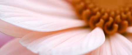 close up view of a pink flowerの素材