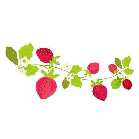 Vector strawberry vine hand drawn illustration.のイラスト素材