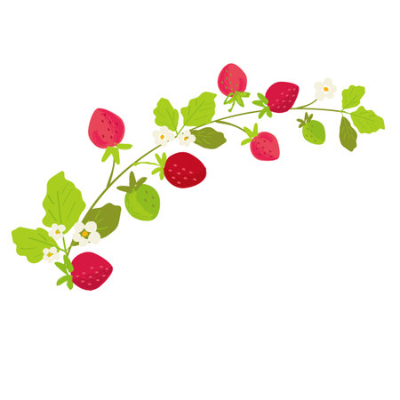 Vector strawberry vine hand drawn illustration.のイラスト素材