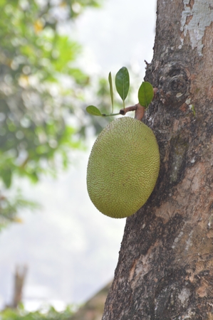 Jack Fruitの写真素材