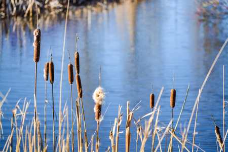 Dried Cattails on lakeside in late summerの写真素材