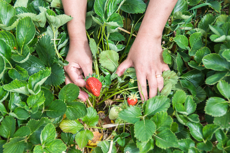 Pick-your-own summer strawberries in summer farmの写真素材