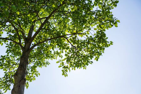Tree against summer sky at midday