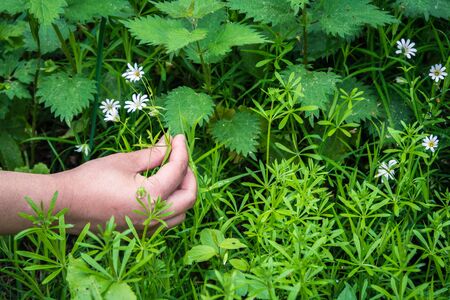 Picking a bunch of wildflowersの写真素材