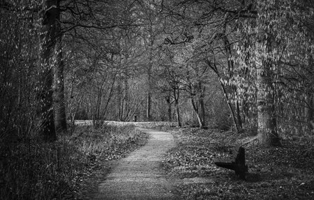 Black and white photo of a Forest footpath in late winter - monochrome