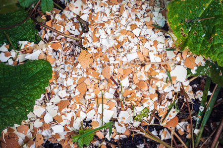 Crushed egg shells coverd on ground for nutrients