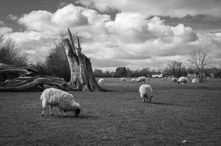 Sheep grazing in the meadow. Black and white photo.