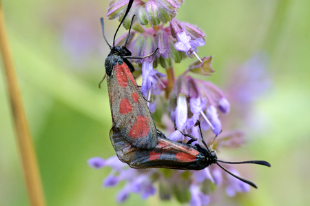 butterfiesの写真素材