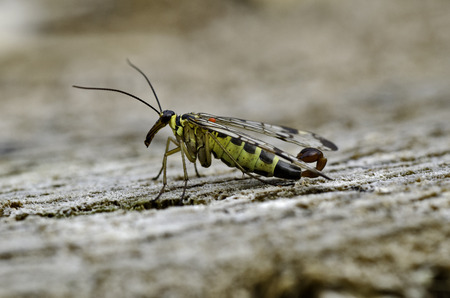 Scorpion flyの写真素材