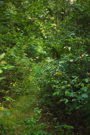 A scenic view of a narrow forest pathway illuminated by soft sunlight, surrounded by dense, vibrant green vegetation. The photograph captures the essence of a serene woodland environment, evoking feelings of peace and connection with nature. Perfect for projects focused on nature, tranquility, outdoor adventures, eco-tourism, and forest explorationの写真素材