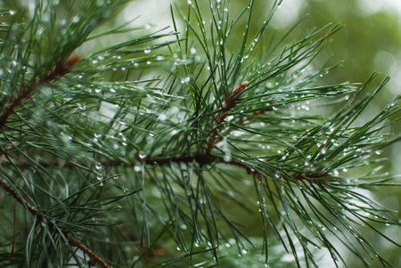 This macro image features fresh pine needles adorned with crystalline raindrops. The photo captures the beauty of nature, with each droplet catching the light and creating a shimmering effect. The gentle green colors emphasize the natural atmosphere and freshness.の写真素材