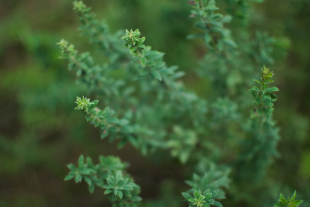 A close-up photograph capturing the intricate details of an unidentified green plant. The image...