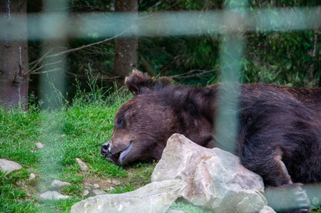A peaceful scene of a brown bear resting comfortably at a rehabilitation center in the Carpathian Mountains of Ukraine. The bear is lying down amongst rocks and grass in a natural forest setting. This image captures a moment of tranquility and highlights the important work of the center in providing a safe and natural environment for rescued bears. It is suitable for themes related to wildlife conservation, animal welfare, nature, wildlife photography, travel to Ukraine and animal sanctuaries.の写真素材