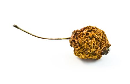 Old withered little apple with a tail.の写真素材