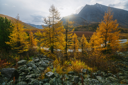 Akkem Valley in Altai Mountains Natural Parkの写真素材