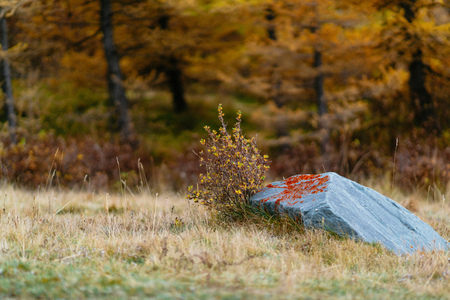 Akkem Valley in Altai Mountains Natural Parkの写真素材