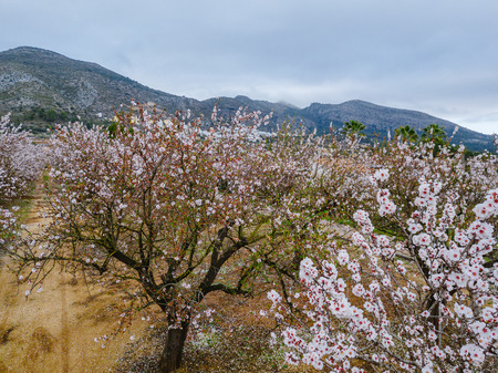 Almond blossom in the province of Alicante in February 2018. Spainの写真素材