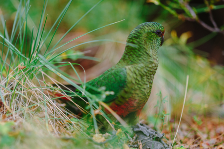 Parrot in the forests of the park Los Glaciares. Autumn in Patagonia, the Argentine sideの写真素材