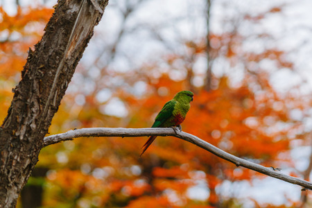 Parrot in the forests of the park Los Glaciares. Autumn in Patagonia, the Argentine sideの写真素材