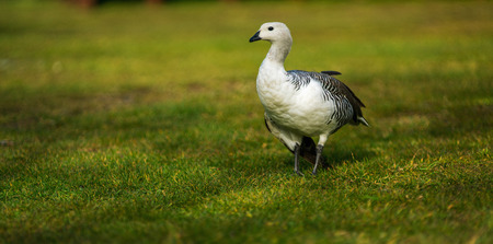 Bird in the Torres del Paine National Park. Autumn in Patagonia, the Chilean sideの写真素材