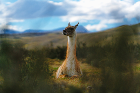 Guanaco in the Torres del Paine National Park. Autumn in Patagonia, the Chilean sideの写真素材