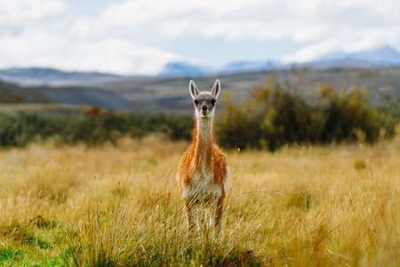 Guanaco in the Torres del Paine National Park. Autumn in Patagonia, the Chilean sideの写真素材