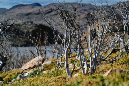 View of the valley and faded trees in the Torres del Paine National Park on a cloudy day. Autumn in Patagonia, the Chilean sideの写真素材