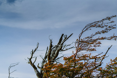 View of the branches of a tree bent by the wind in the Torres del Paine National Park. Autumn in Patagonia, the Chilean sideの写真素材